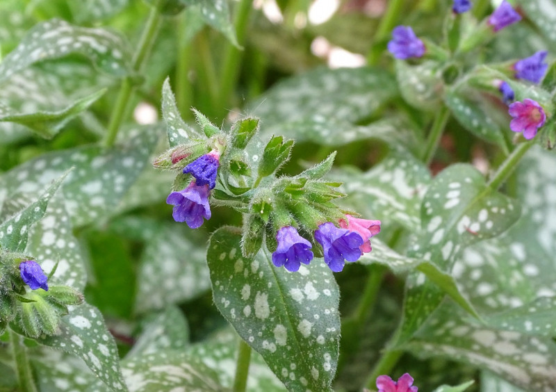 Longkruid - Pulmonaria officinalis - Inheemse plant - Bloeiende bodembedekker - Trompetvormige bloemen - Witte vlekken op bladeren - Medicinale plant